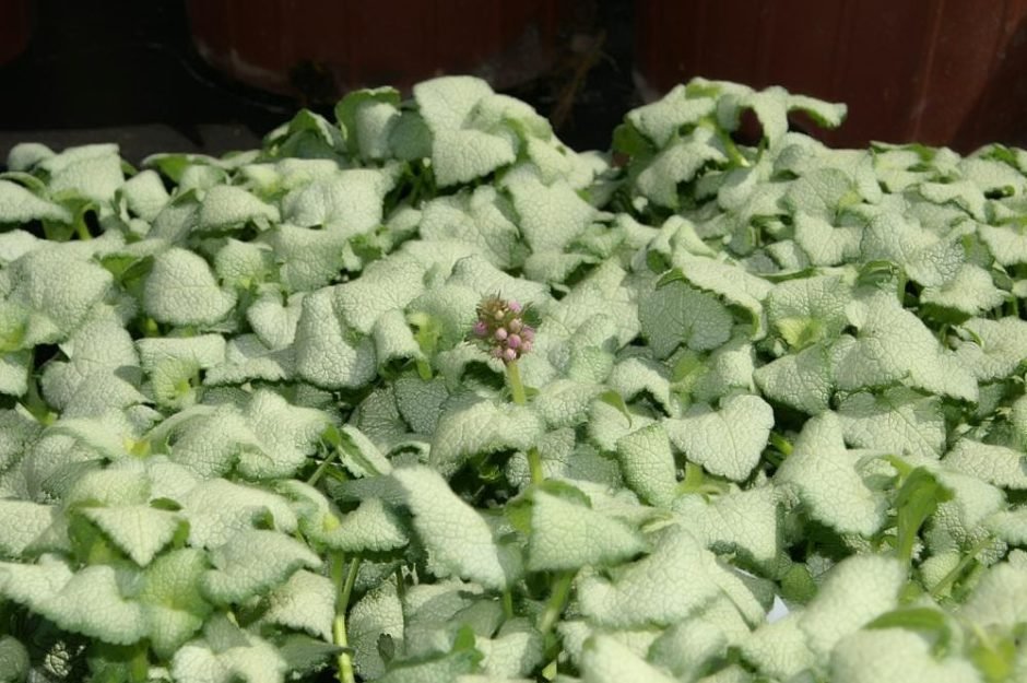 Como plantar Lamium maculatum 'White Nancy' (Lamium maculatum 'White Nancy')_1