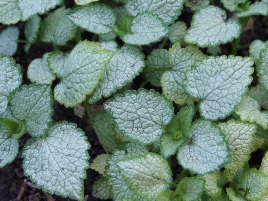 Onde plantar Lamium maculatum 'White Nancy' (Lamium maculatum 'White Nancy')_2