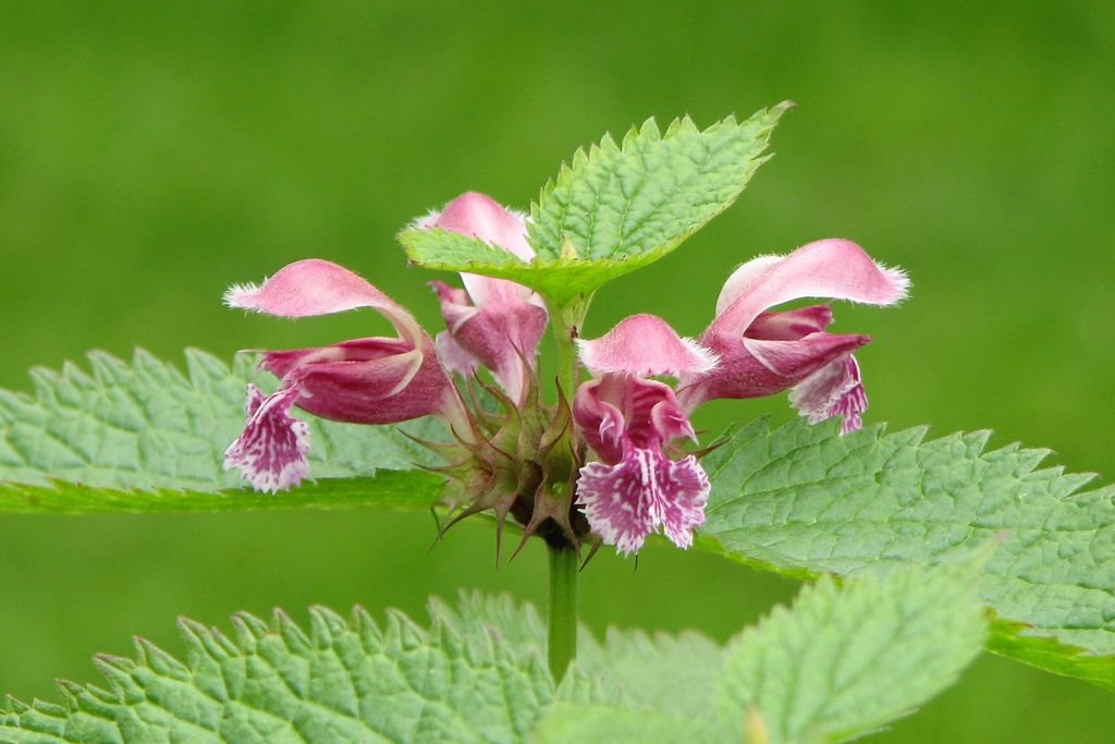 Lamium orvala (Lamium orvala)