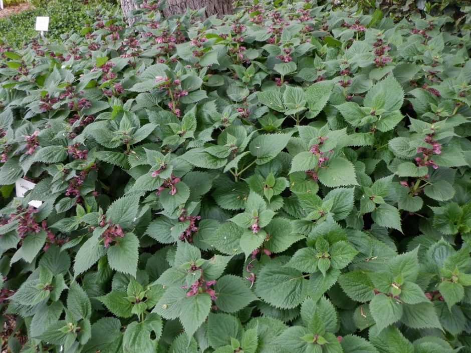 Como plantar Lamium orvala (Lamium orvala)_1