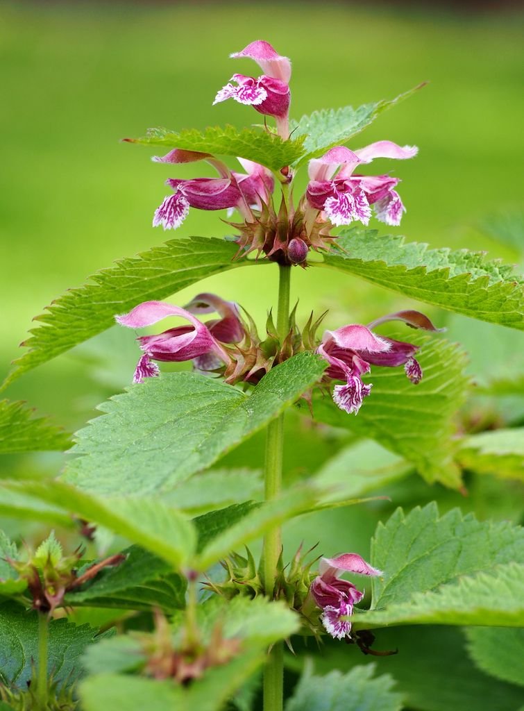 Onde plantar Lamium orvala (Lamium orvala)_2