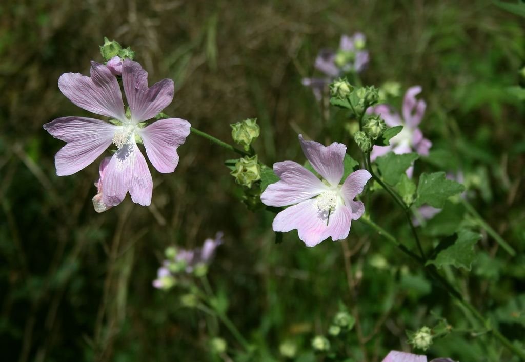 Lavatera thuringiaca (Lavatera thuringiaca)