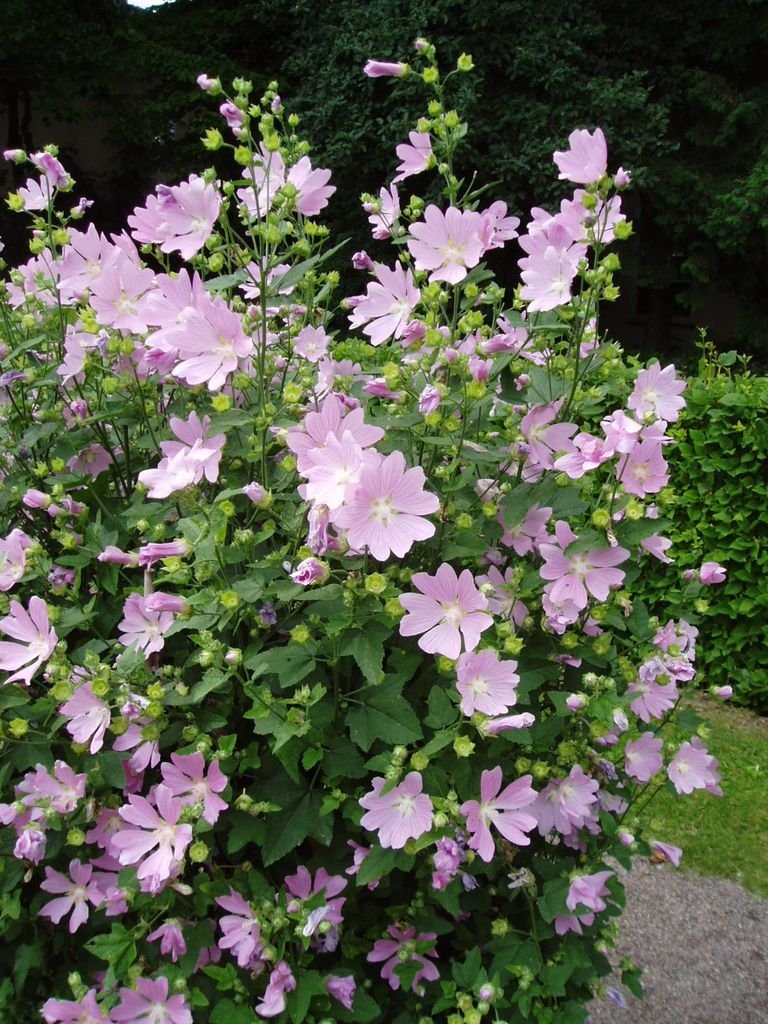 Como plantar Lavatera thuringiaca (Lavatera thuringiaca)_1