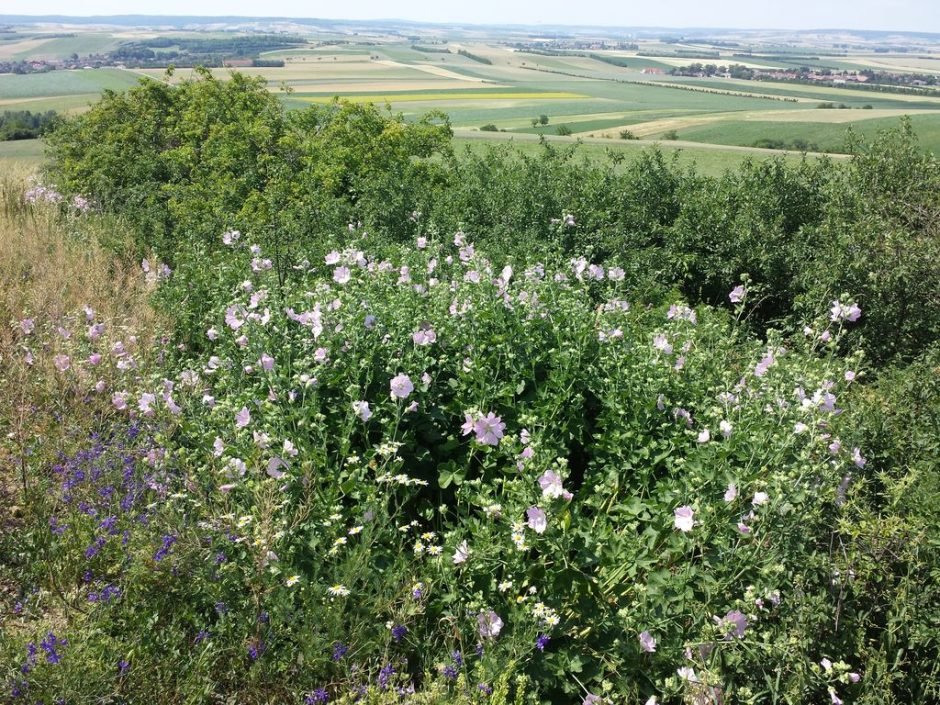 Onde plantar Lavatera thuringiaca (Lavatera thuringiaca)_2