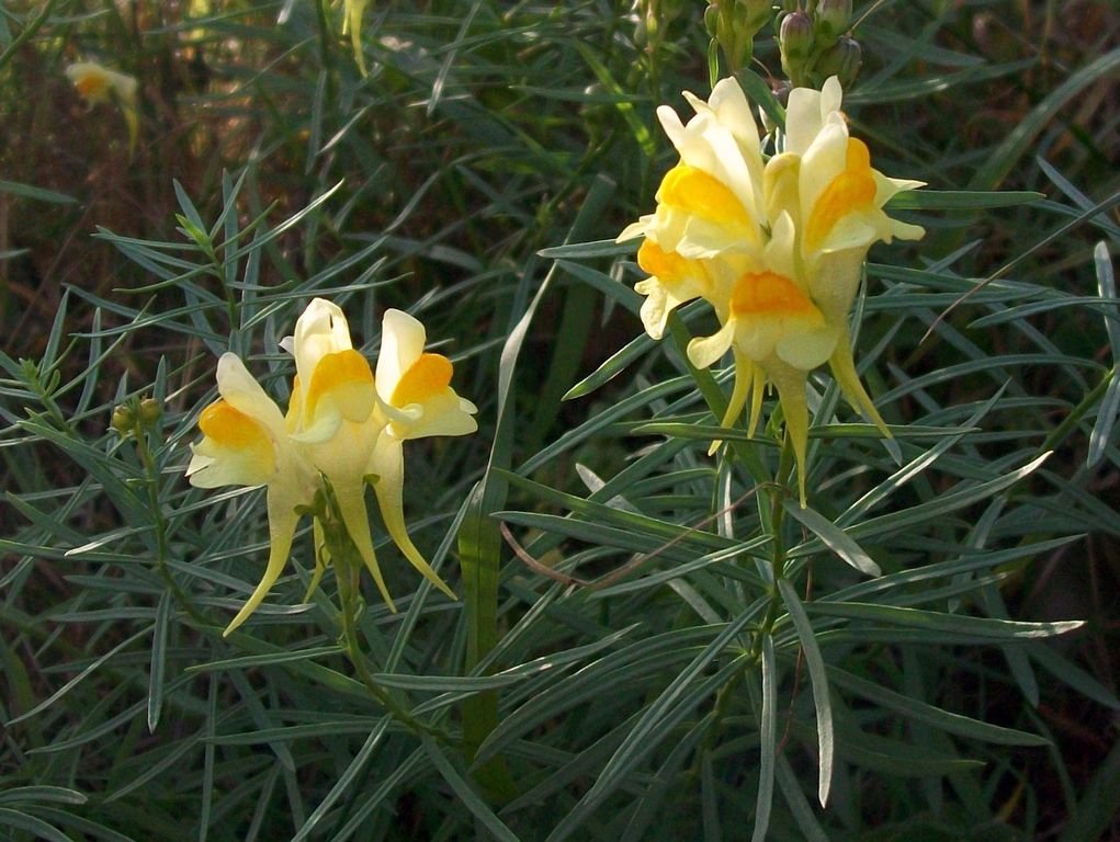 Linária (Linaria vulgaris)