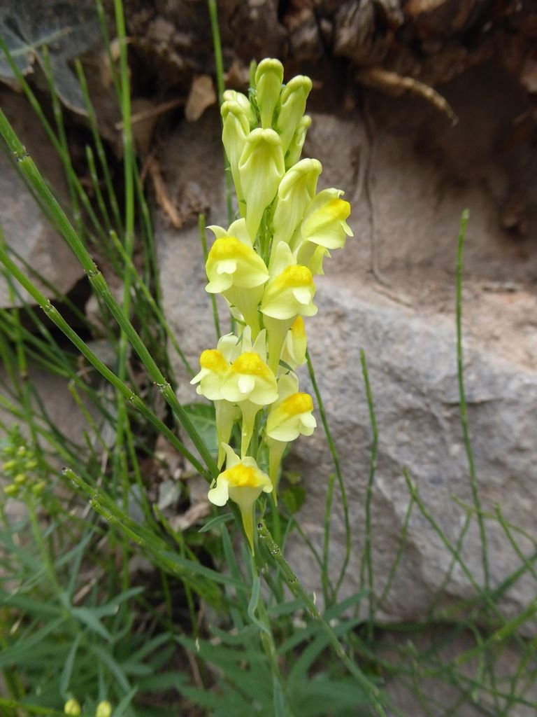 Como plantar Linária (Linaria vulgaris)_1