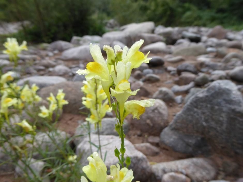 Onde plantar Linária (Linaria vulgaris)_2