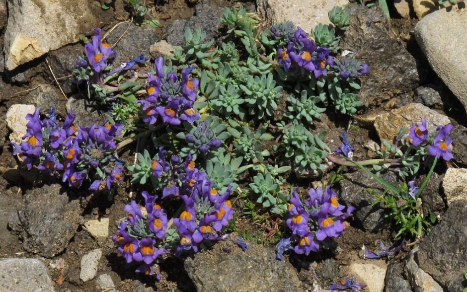 Como plantar Linaria alpina (Linaria alpina)_1