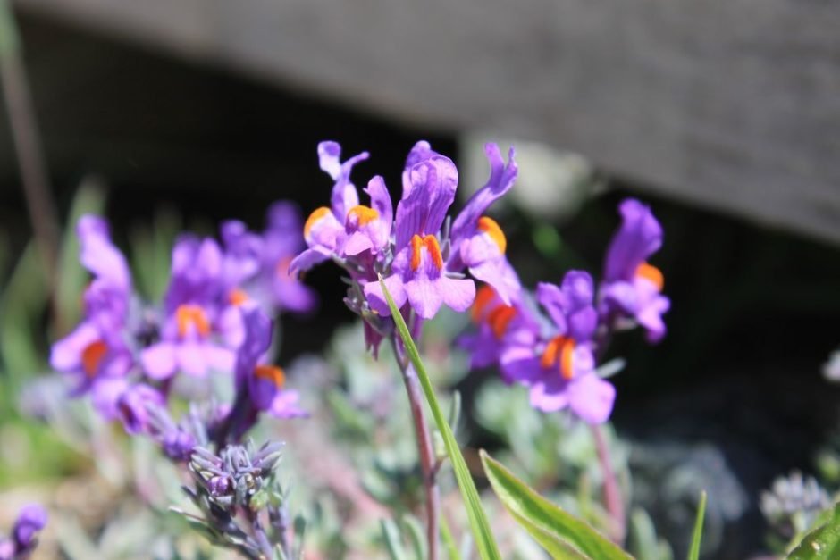 Onde plantar Linaria alpina (Linaria alpina)_2