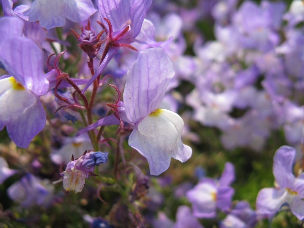 Linaria maroccana (Linaria maroccana)