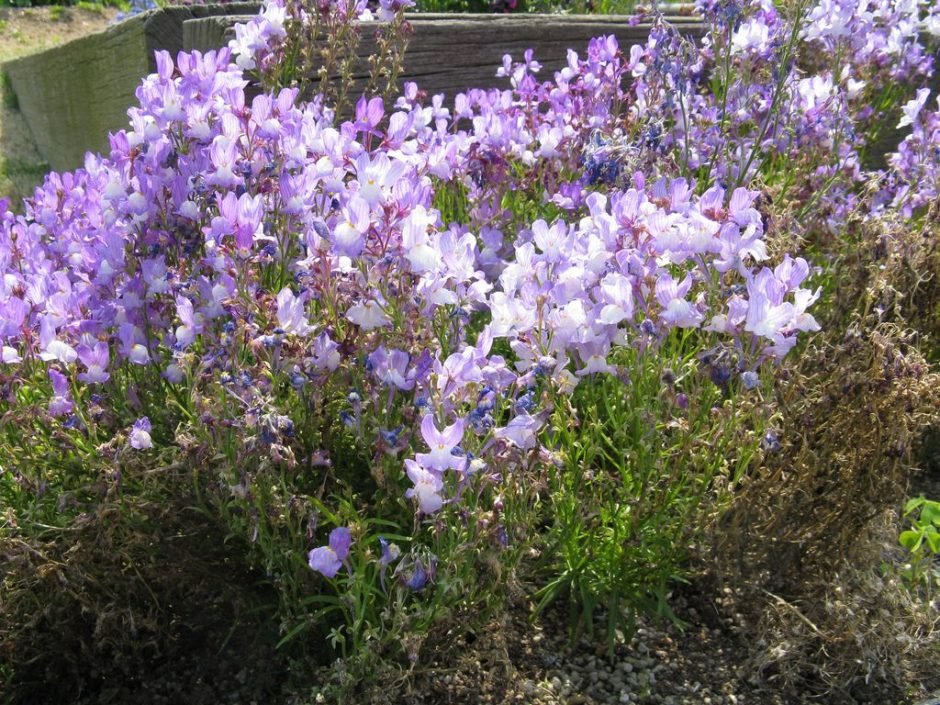 Como plantar Linaria maroccana (Linaria maroccana)_1