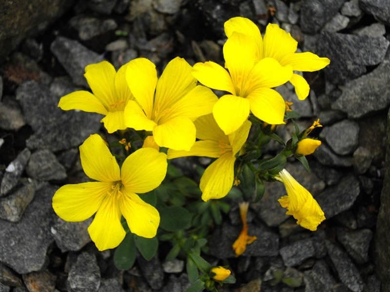 Linhaça 'Gemmell's Hybrid' (Linum 'Gemmell's Hybrid')