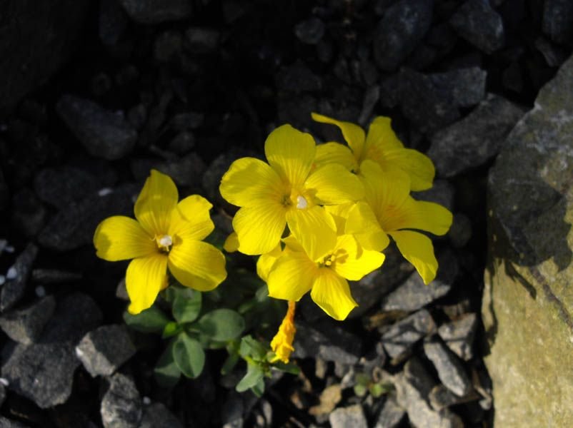Como plantar Linhaça 'Gemmell's Hybrid' (Linum 'Gemmell's Hybrid')_1