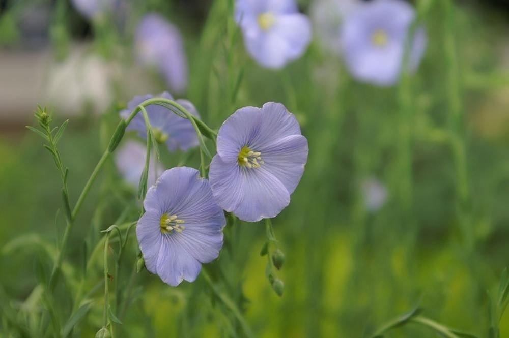 Linhaça (Linum perenne)