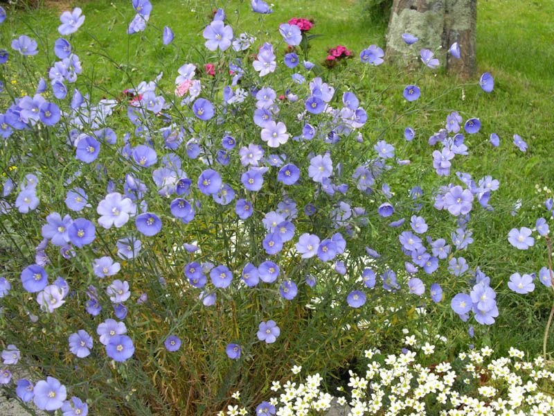 Como plantar Linhaça (Linum perenne)_1
