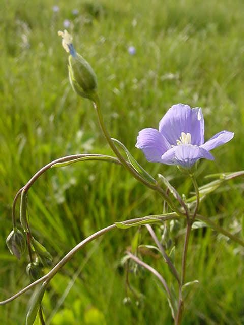 Onde plantar Linhaça (Linum perenne)_2