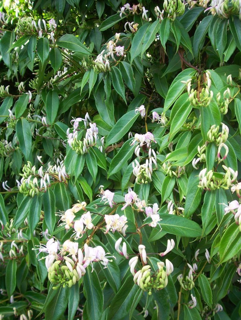 Lonicera alseuosmoides (Lonicera alseuosmoides)
