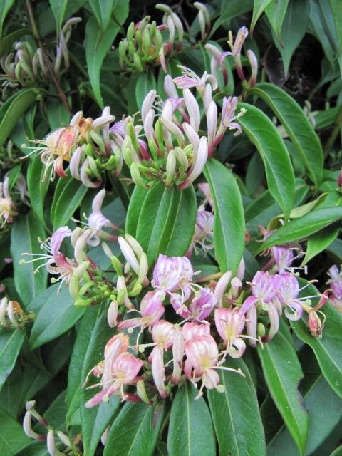 Como plantar Lonicera alseuosmoides (Lonicera alseuosmoides)_1