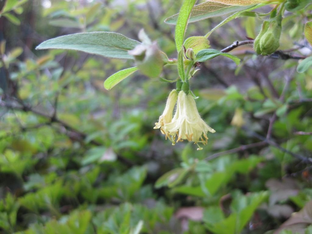 Lonicera caerulea var. kamtschatica (Lonicera caerulea var. kamtschatica)