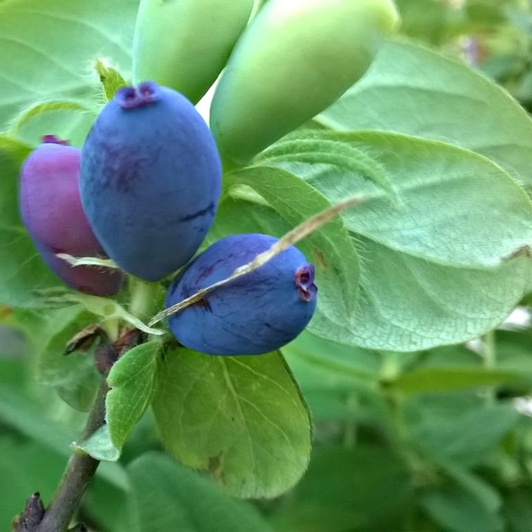 Como plantar Lonicera caerulea var. kamtschatica (Lonicera caerulea var. kamtschatica)_1