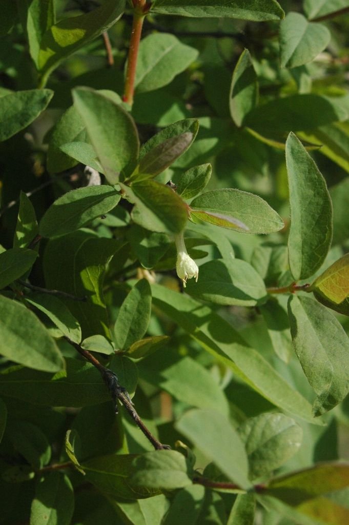 Onde plantar Lonicera caerulea var. kamtschatica (Lonicera caerulea var. kamtschatica)_2