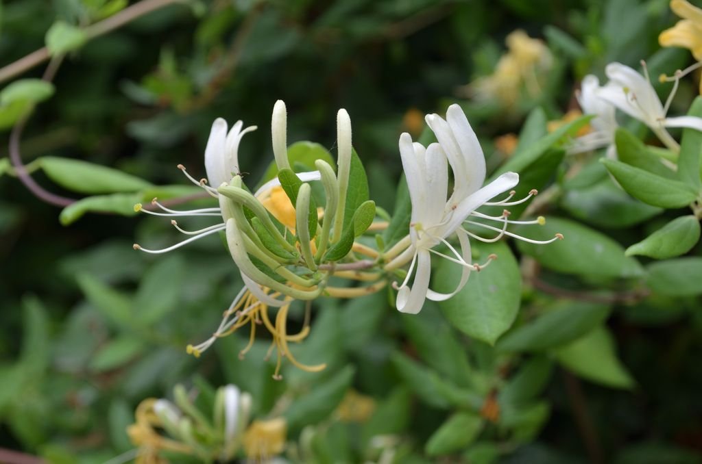 Lonicera caprifolium (Lonicera caprifolium)