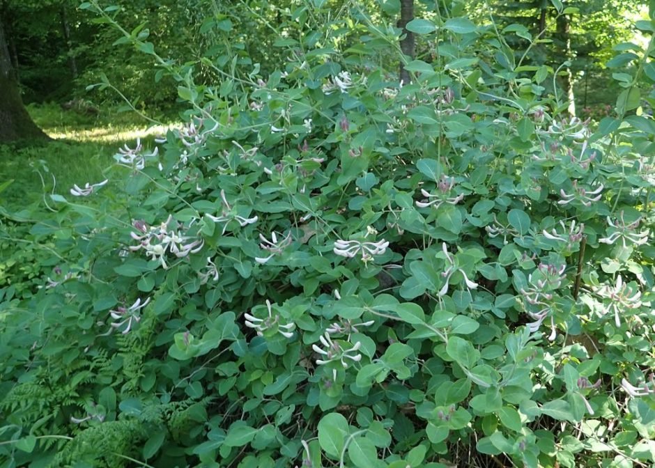 Como plantar Lonicera caprifolium (Lonicera caprifolium)_1