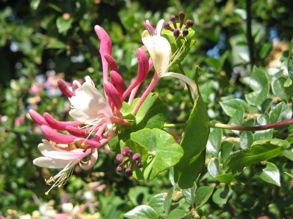 Onde plantar Lonicera caprifolium (Lonicera caprifolium)_2