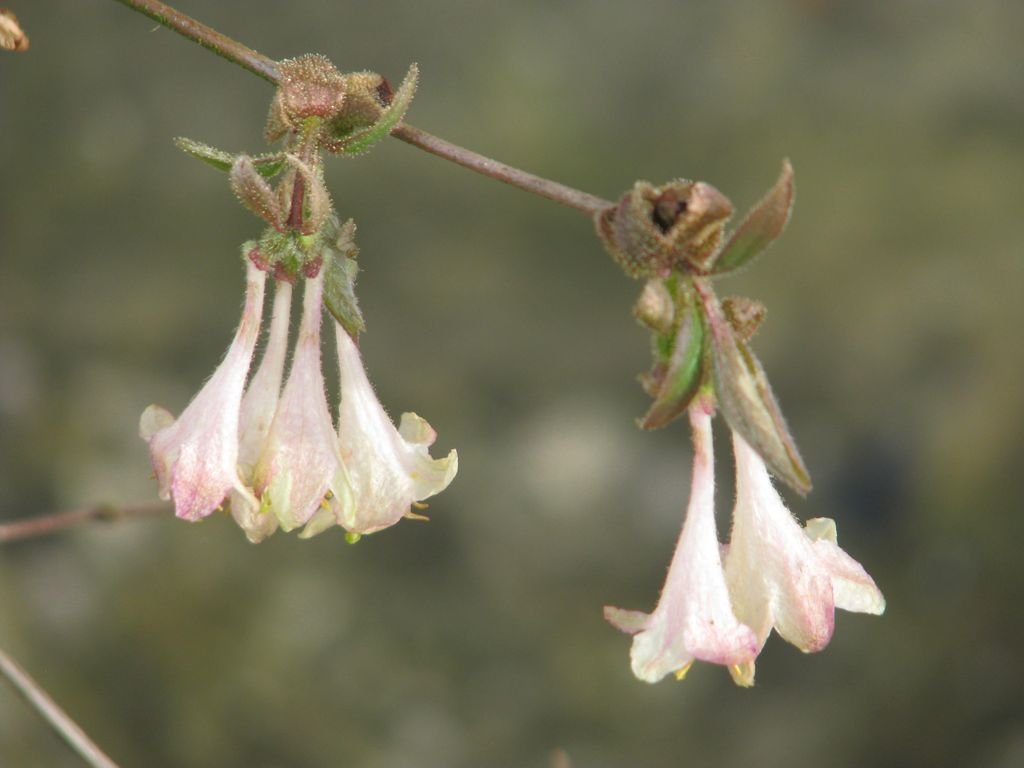 Lonicera elisae (Lonicera elisae)