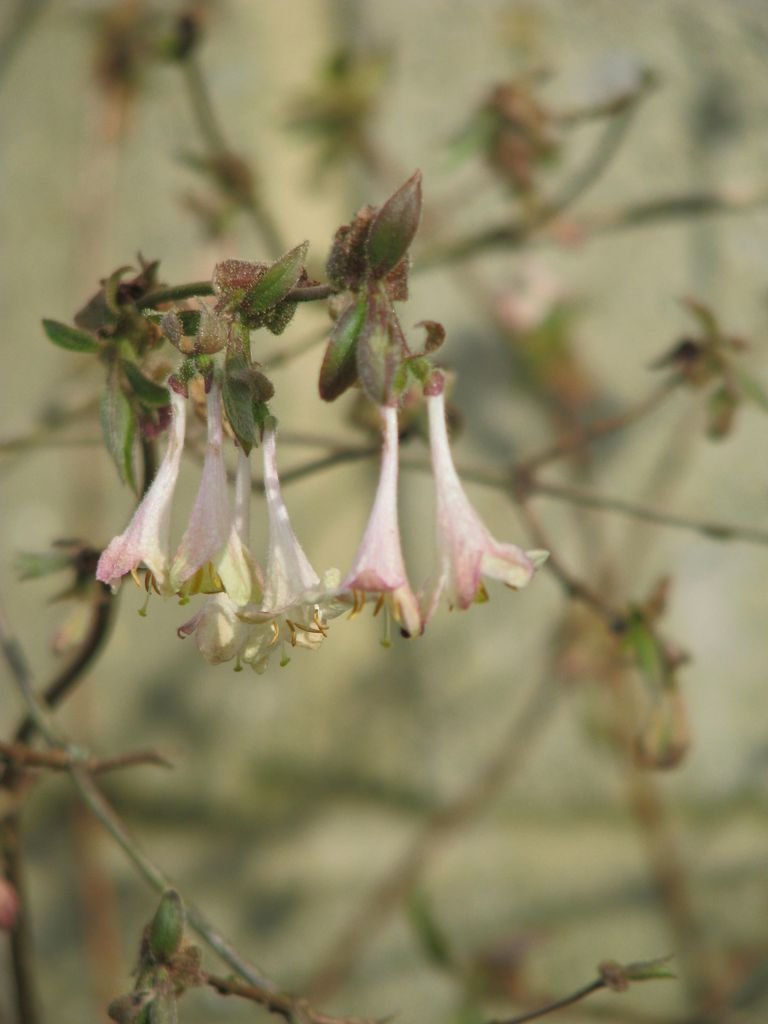 Como plantar Lonicera elisae (Lonicera elisae)_1