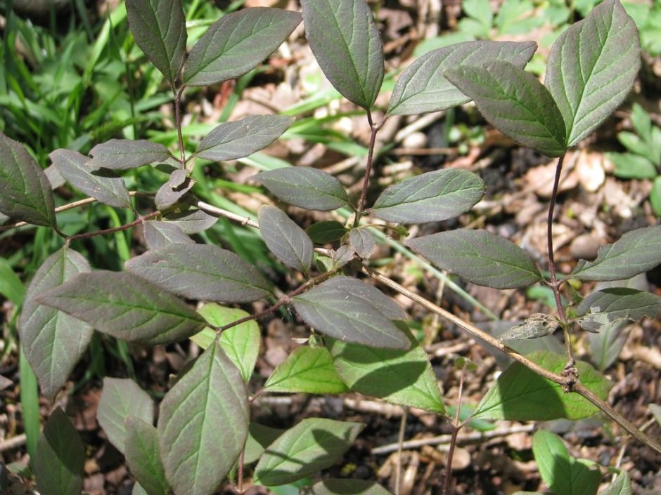 Onde plantar Lonicera elisae (Lonicera elisae)_2
