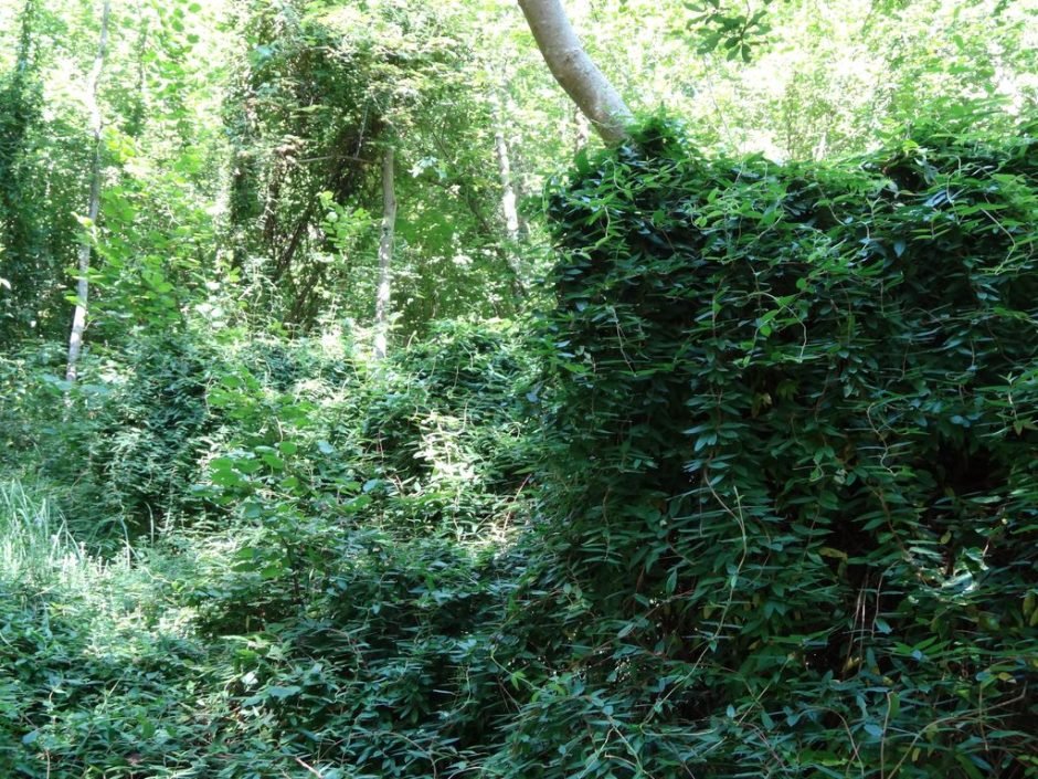 Como plantar Lonicera henryi (Lonicera henryi)_1