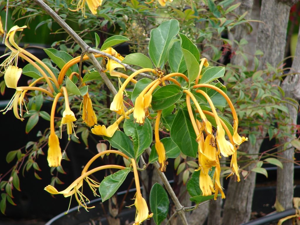 Lonicera hildebrandiana (Lonicera hildebrandiana)