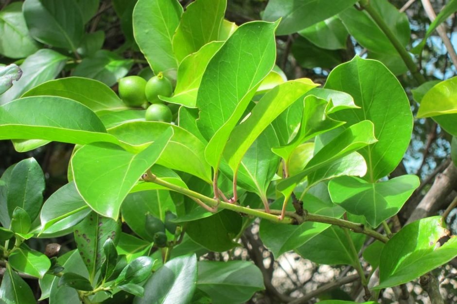 Como plantar Lonicera hildebrandiana (Lonicera hildebrandiana)_1