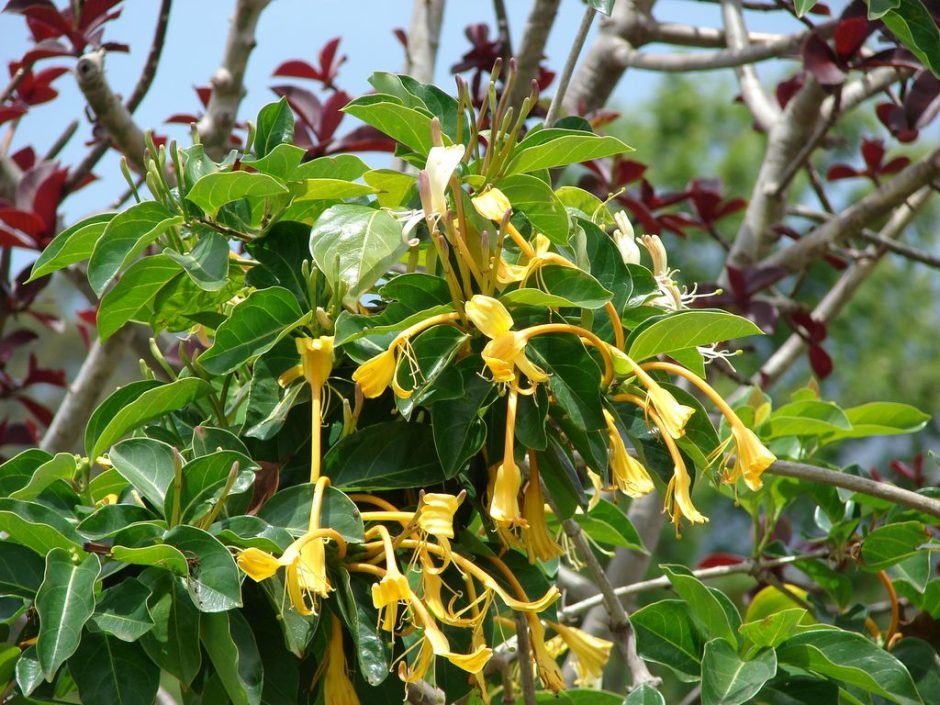 Onde plantar Lonicera hildebrandiana (Lonicera hildebrandiana)_2