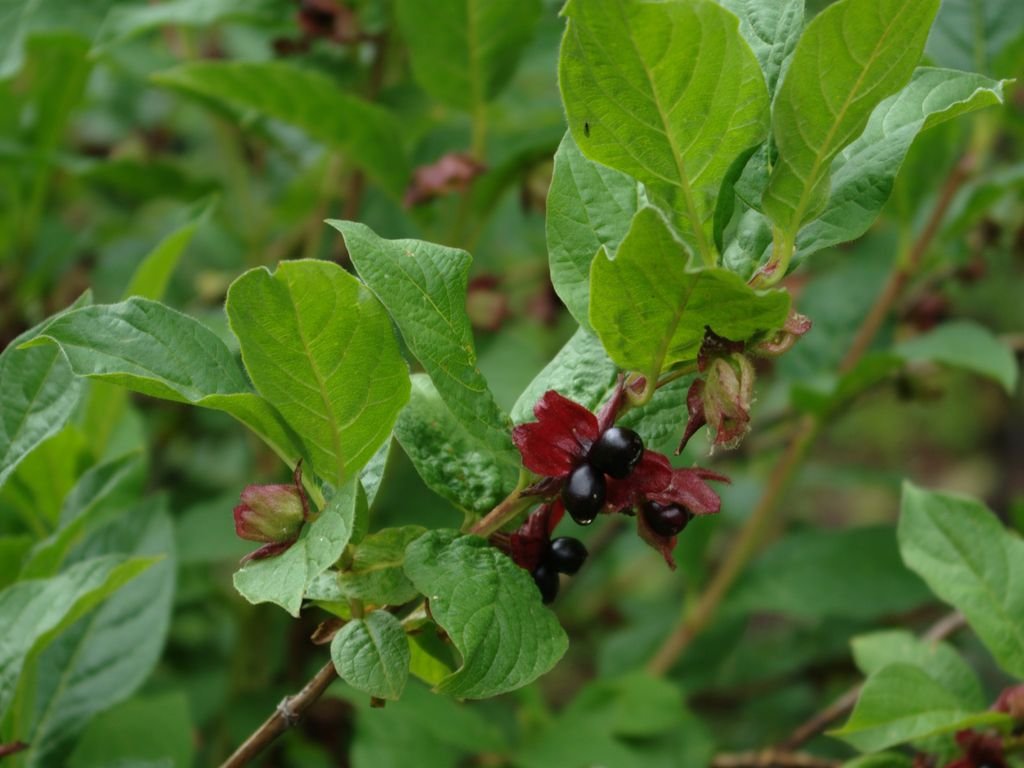 Lonicera involucrata (Lonicera involucrata)