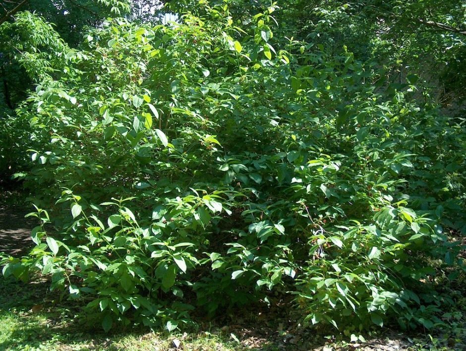 Como plantar Lonicera involucrata (Lonicera involucrata)_1