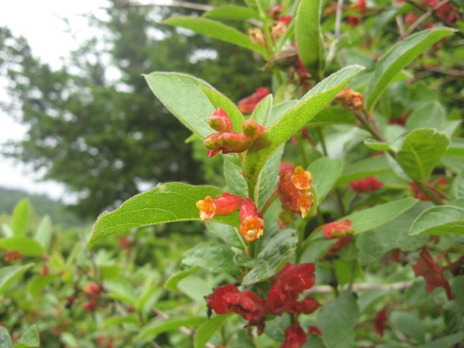 Onde plantar Lonicera involucrata (Lonicera involucrata)_2