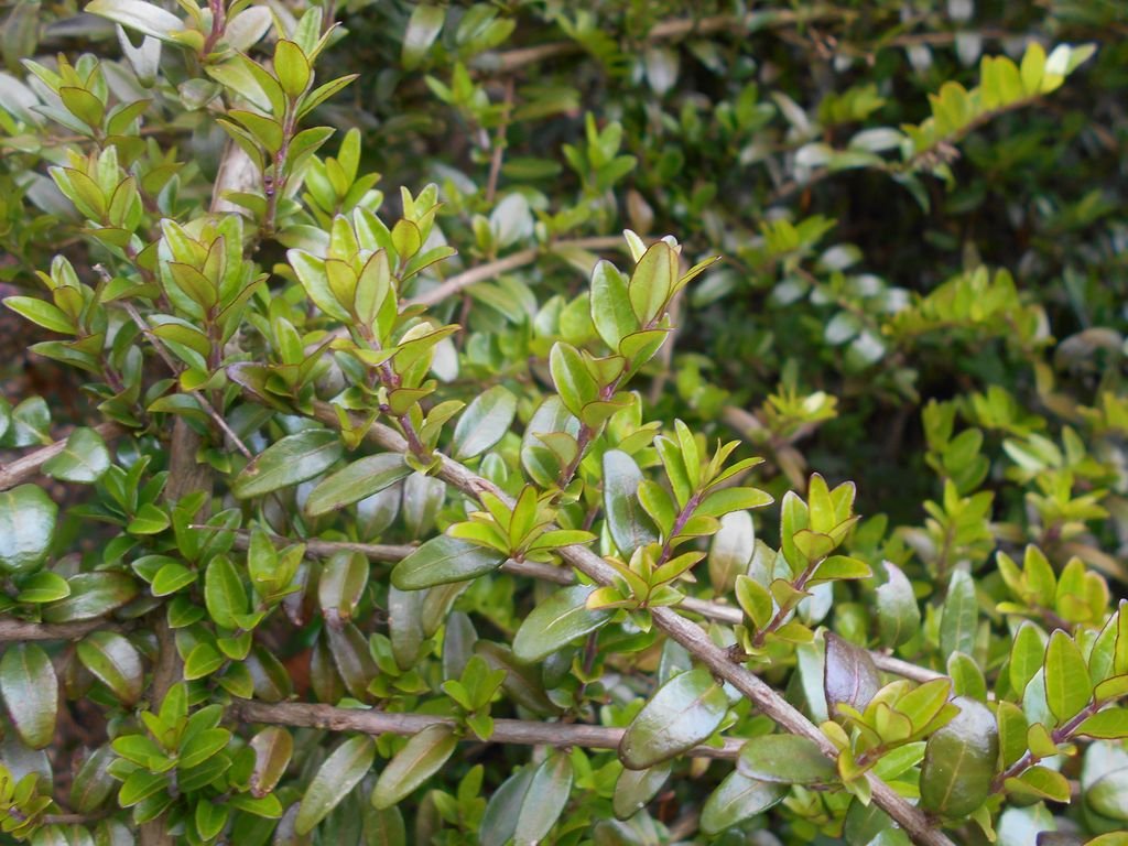 Lonicera ligustrina var. pileata (Lonicera ligustrina var. pileata)