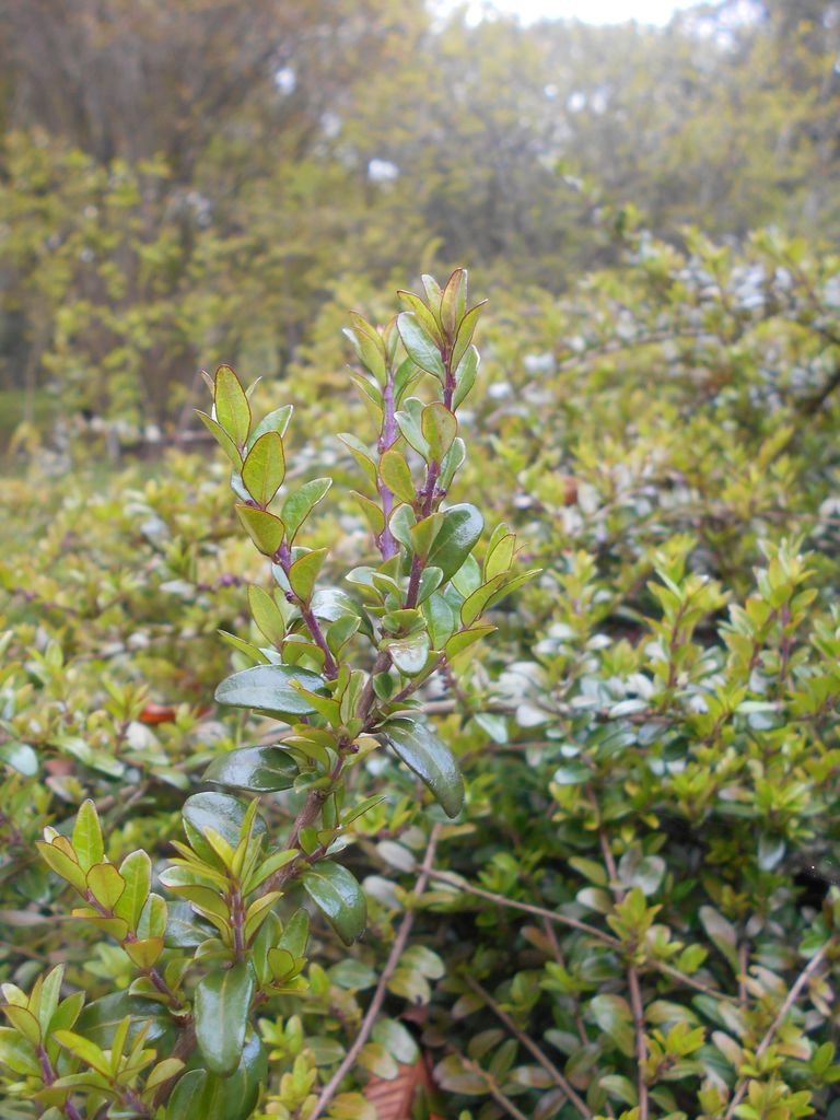 Como plantar Lonicera ligustrina var. pileata (Lonicera ligustrina var. pileata)_1
