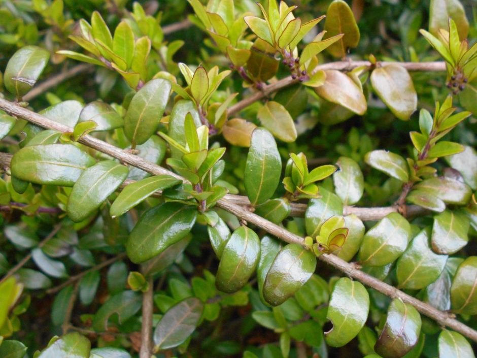 Onde plantar Lonicera ligustrina var. pileata (Lonicera ligustrina var. pileata)_2