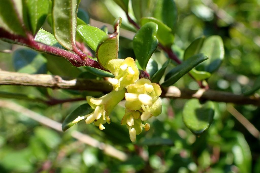 Lonicera ligustrina var. yunnanensis (Lonicera ligustrina var. yunnanensis)