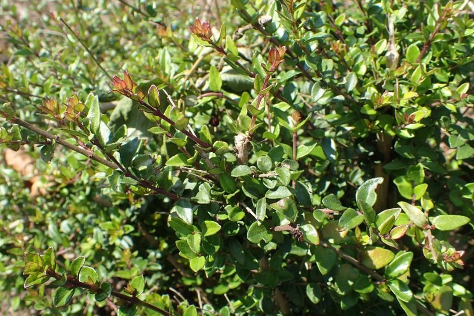 Como plantar Lonicera ligustrina var. yunnanensis (Lonicera ligustrina var. yunnanensis)_1