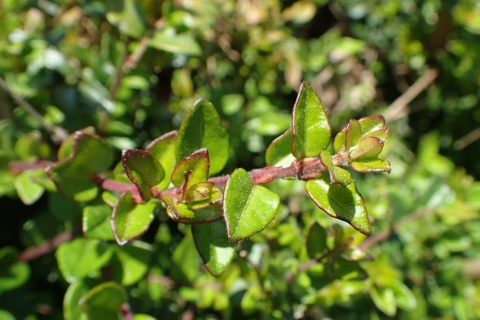 Onde plantar Lonicera ligustrina var. yunnanensis (Lonicera ligustrina var. yunnanensis)_2