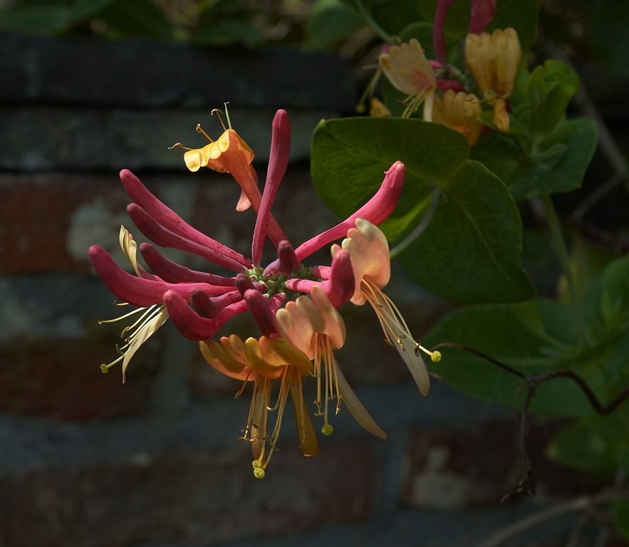 Lonicera similis var. delavayi (Lonicera similis var. delavayi)