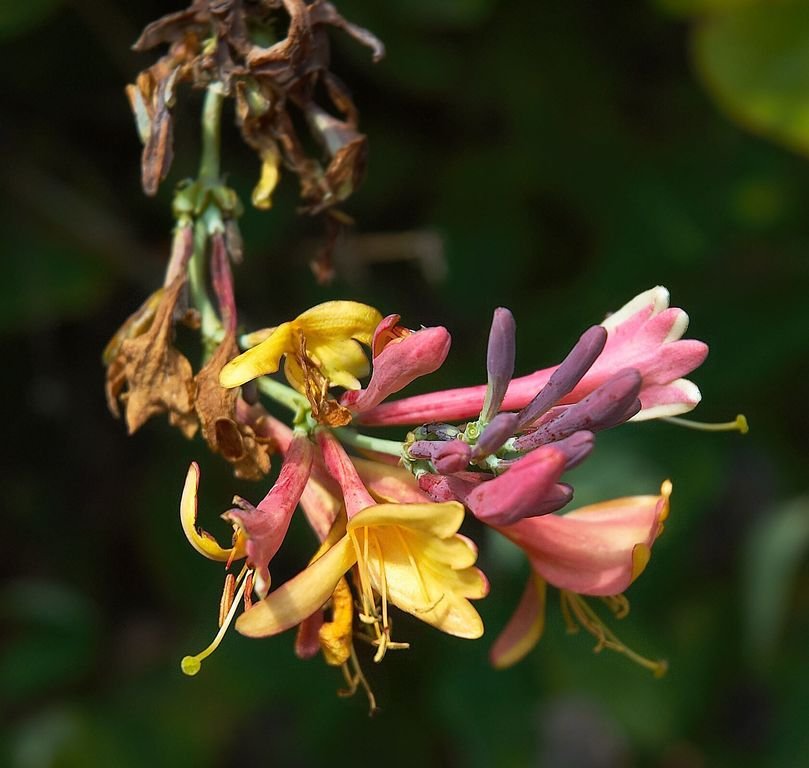 Como plantar Lonicera similis var. delavayi (Lonicera similis var. delavayi)_1