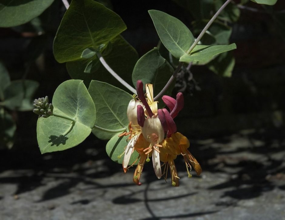 Onde plantar Lonicera similis var. delavayi (Lonicera similis var. delavayi)_2
