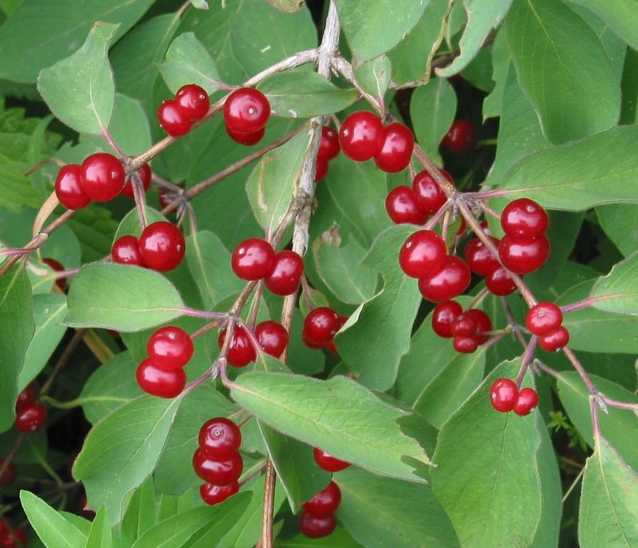Lonicera xylosteum (Lonicera xylosteum)
