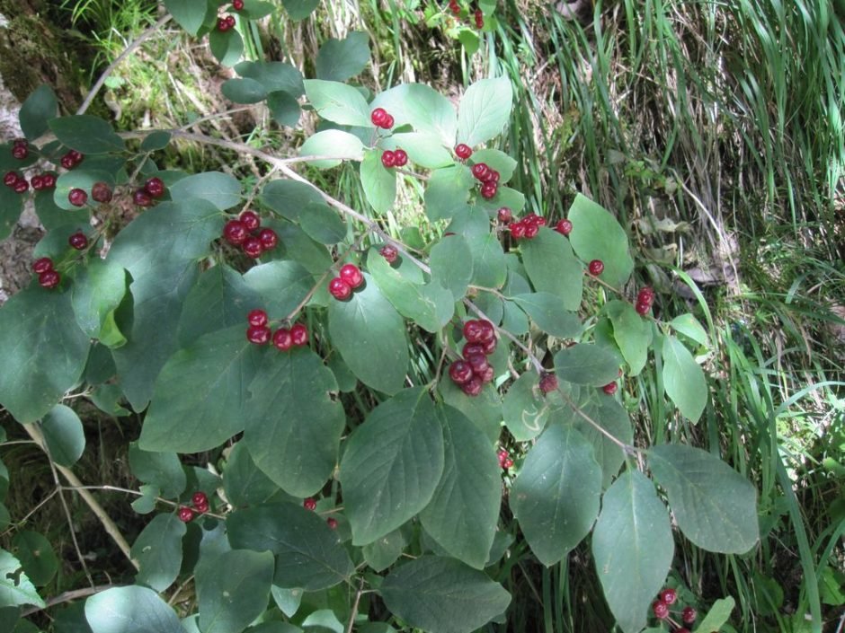 Como plantar Lonicera xylosteum (Lonicera xylosteum)_1