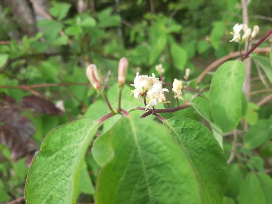 Onde plantar Lonicera xylosteum (Lonicera xylosteum)_2
